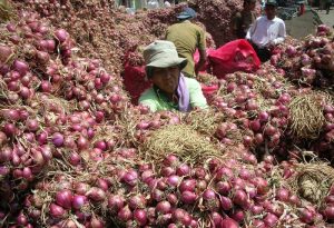 Begini Petani Sukses Menanam dan Memelihara Bawang Merah agar Dapat Hasil Melimpah