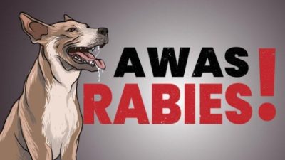 Kasus Gigitan Anjing Suspek Rabies di Bima Meningkat, Stok Vaksin Kosong