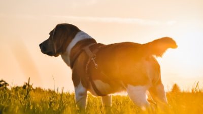Anak 15 Tahun Diserang Anjing Liar di Lombok Tengah, Alami Luka Serius di Seluruh Tubuh