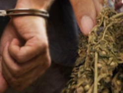 Polres Bima Kota Tangkap Mahasiswa Pengedar Ganja, Sita Barang Bukti 605 Gram