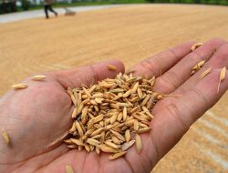 Target Penyerapan Gabah Bulog di Lombok Tengah 68 Ribu Ton, Realisasi Masih Rendah