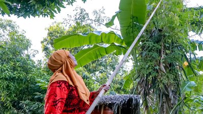 PLN NTB Luncurkan Program Pemberdayaan Perempuan di Dusun Besari Lombok Utara Melalui Pengolahan Daun Kelor