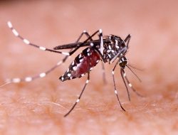 Dinas Kesehatan Kota Bima Himbau Warga Waspada Lonjakan Kasus DBD