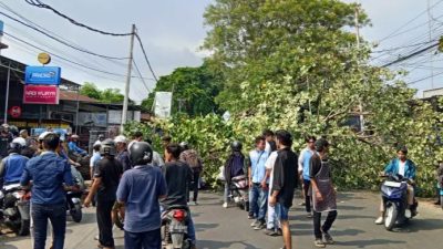Mahasiswi Tertimpa Pohon Tumbang Saat Berkendara di Mataram, Alami Luka Ringan