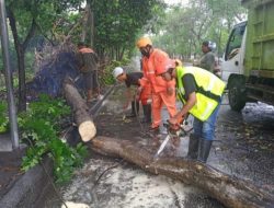 DLH Kota Mataram Gencar Lakukan Pemangkasan Ranting Pohon untuk Antisipasi Pohon Tumbang di Tengah Cuaca Ekstrem