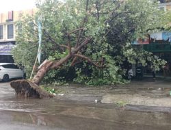 Hujan Deras Disertai Angin Kencang Sebabkan Tiga Pohon Tumbang di Lombok Barat