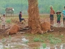 Enam Ekor Sapi di Desa Woro Bima Tewas Disambar Petir, Kerugian Capai Rp 30 Juta