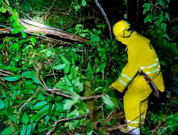Hujan Intensitas Tinggi Sebabkan Pohon Tumbang dan Kerusakan PJU di Kota Mataram