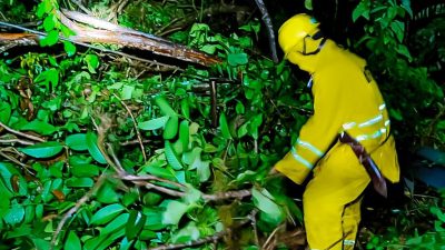 Hujan Intensitas Tinggi Sebabkan Pohon Tumbang dan Kerusakan PJU di Kota Mataram