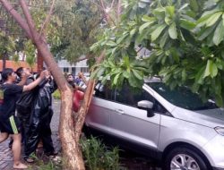 Hujan Lebat dan Angin Kencang Picu Pohon Tumbang di Pulau Lombok, Warga Diminta Waspada