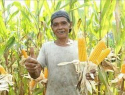Produksi Jagung di Dompu Diprediksi Merosot, Petani Terpaksa Tidak Menanam Akibat Keterbatasan Modal