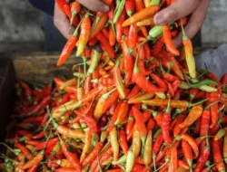 Dampak Musim Hujan, Harga Cabai di Lombok Timur Makin Pedas