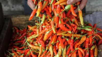 Harga Cabai di Lombok Barat Tetap Stabil Berkat Program Bantuan Bibit dan Pemanfaatan Green House